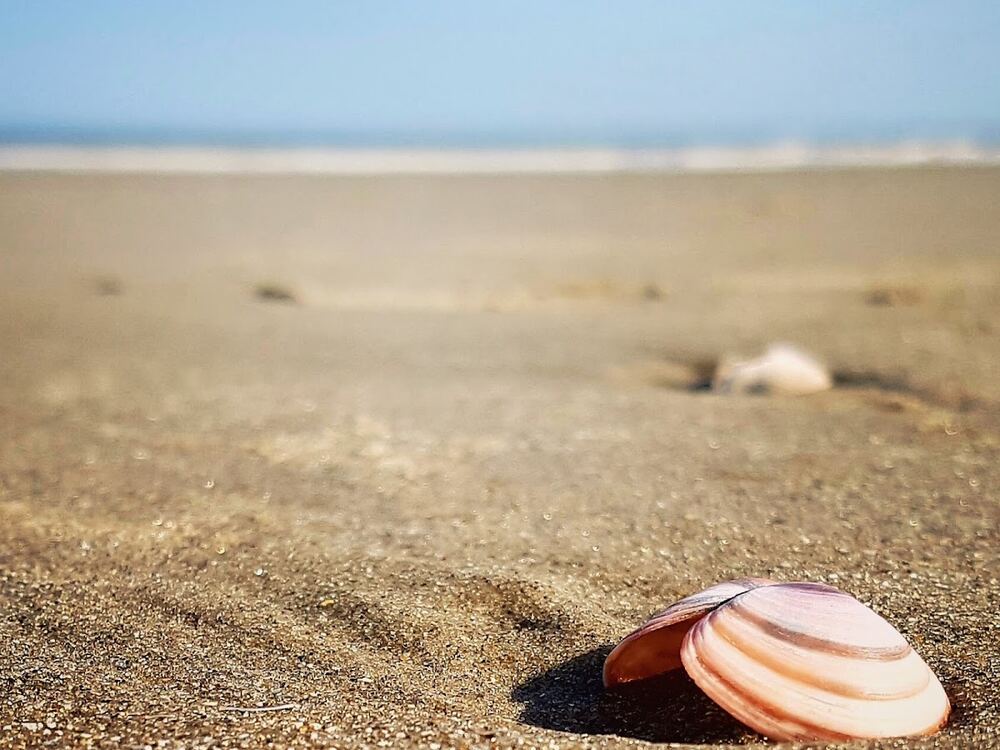 Een schelp op het zand van het strand van Bredene